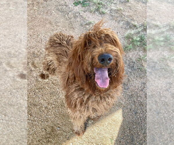 Medium Photo #1 Poodle (Standard) Puppy For Sale in Oak Bluffs, MA, USA