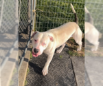 Small #7 Bullypit