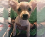 Small Chihuahua