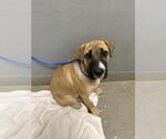 Small American Pit Bull Terrier Mix