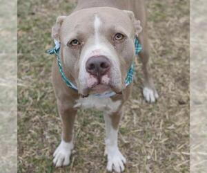 American Staffordshire Terrier-Unknown Mix Dogs for adoption in San Antonio, TX, USA
