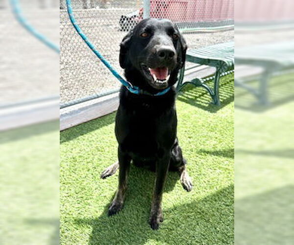 Medium Photo #1 Shepradors Puppy For Sale in Lathrop, CA, USA