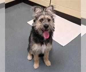 Mutt Dogs for adoption in Denver, CO, USA