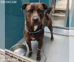 Small Chow Chow Mix