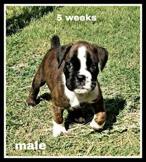 Boxer Puppy for sale in FAXON, OK, USA