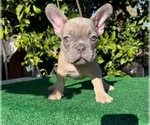 Small #2 French Bulldog