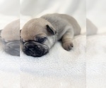 Puppy 3 French Bulldog