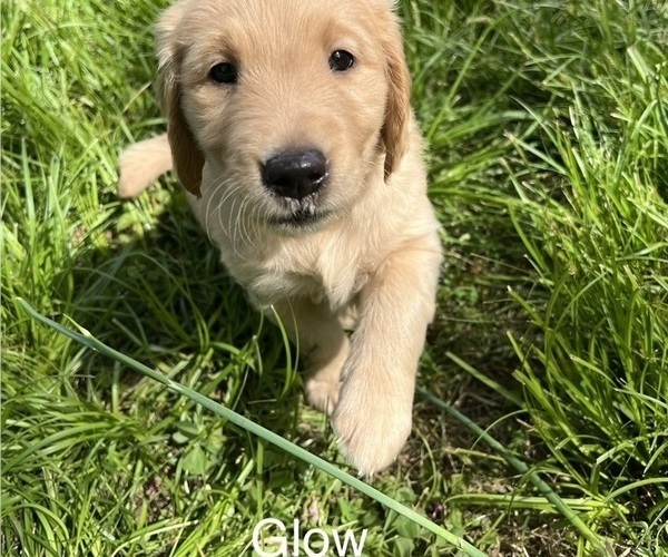 Medium Photo #4 Golden Retriever Puppy For Sale in STARKVILLE, MS, USA