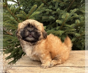 Shih Tzu Puppy for sale in MIDDLEBURY, IN, USA