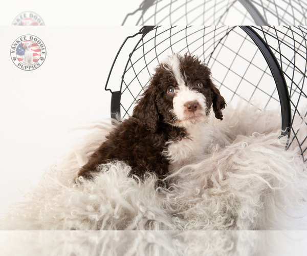 Medium Photo #37 Saint Berdoodle Puppy For Sale in LEAVENWORTH, IN, USA