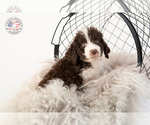 Small Photo #37 Saint Berdoodle Puppy For Sale in LEAVENWORTH, IN, USA