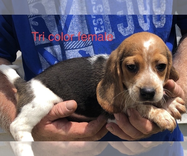 Full screen Photo #1 Beagle Puppy For Sale in CLINTON, MO, USA