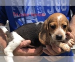 Small Photo #1 Beagle Puppy For Sale in CLINTON, MO, USA