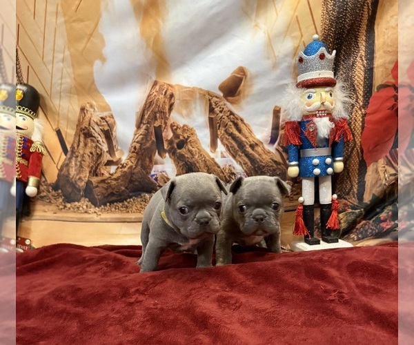 Medium Photo #23 French Bulldog Puppy For Sale in EAST LIVERPOOL, OH, USA