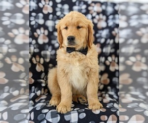 Golden Retriever Puppy for sale in OXFORD, PA, USA