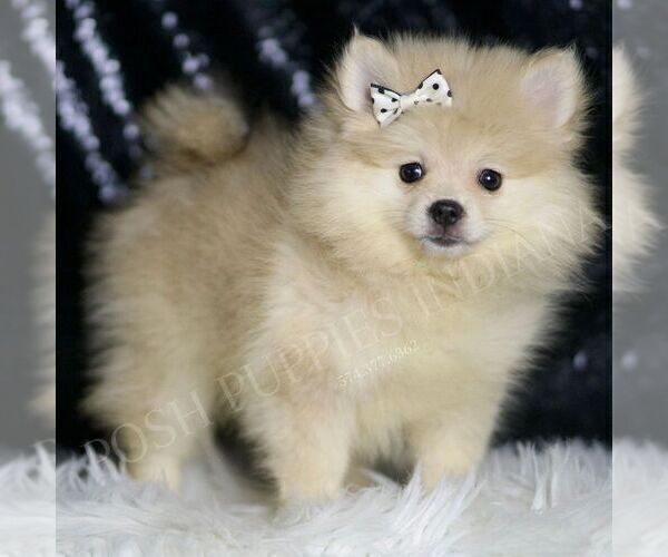 Medium Photo #4 Pomeranian Puppy For Sale in WARSAW, IN, USA