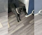 Small #2 Great Dane