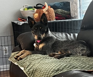 Australian Cattle Dog-Miniature Australian Shepherd Mix Puppy for sale in BONNER SPRINGS, KS, USA