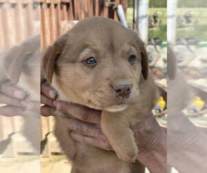 Golden Labrador Dogs for adoption in Pottstown, PA, USA
