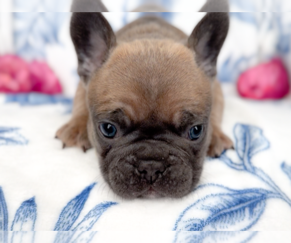 Medium Photo #5 French Bulldog Puppy For Sale in NEWARK, TX, USA