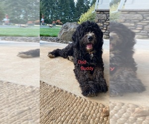 Father of the Bernedoodle puppies born on 07/20/2022