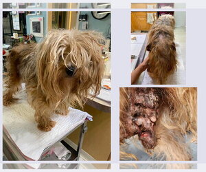 Silky Terrier-Unknown Mix Dogs for adoption in Benton, LA, USA