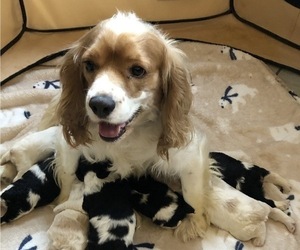 Mother of the Cocker Spaniel puppies born on 07/19/2019