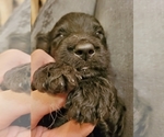 Small Photo #5 Bordoodle Puppy For Sale in CHAPIN, SC, USA