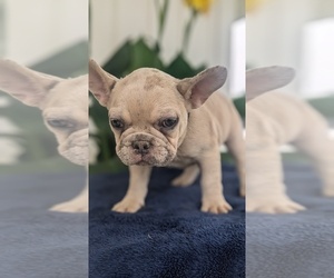 French Bulldog Puppy for sale in GOSHEN, IN, USA
