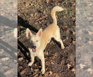 Orion - Male Labsky Dog for Adoption - Photo #2