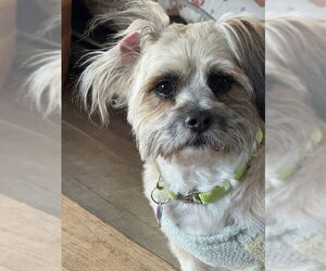 Shih Tzu Dog for Adoption in East Derry, New Hampshire USA