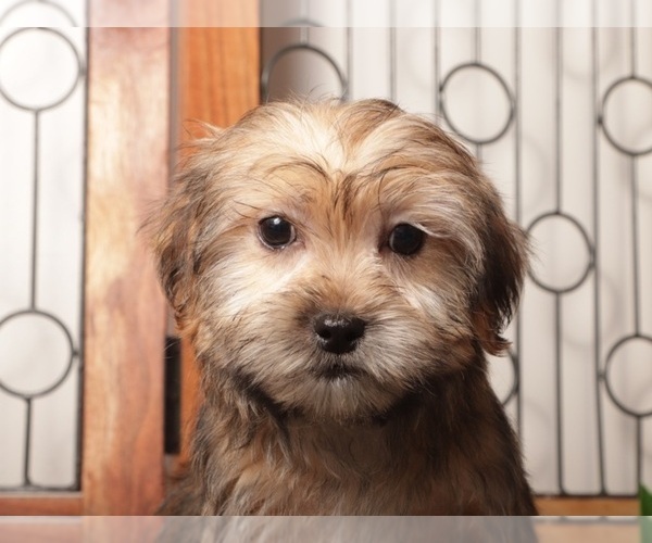 Medium Photo #7 Shorkie Tzu Puppy For Sale in NAPLES, FL, USA