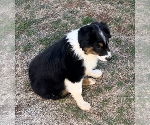 Miniature Australian Shepherd Puppy for Sale in WAKITA, Oklahoma USA