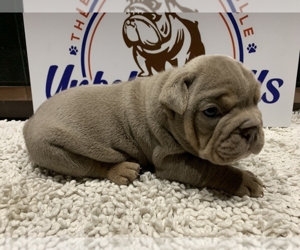 Medium Photo #1 Bulldog Puppy For Sale in CENTERVILLE, OH, USA