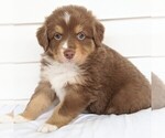 Small Photo #4 Australian Shepherd Puppy For Sale in HOHENWALD, TN, USA
