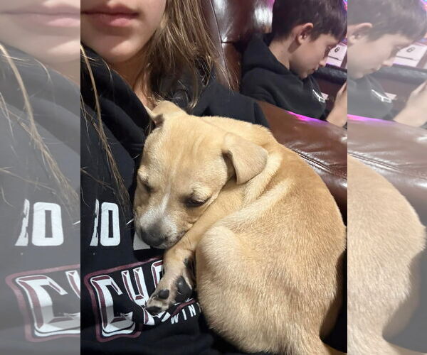 Medium Photo #2 Mutt Puppy For Sale in New London, WI, USA