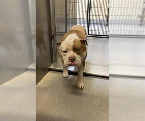 Staffordshire Bull Terrier-Unknown Mix Dogs for adoption in Modesto, CA, USA
