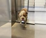 Small Staffordshire Bull Terrier Mix