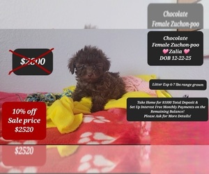 Zuchon Puppy for sale in TUCSON, AZ, USA