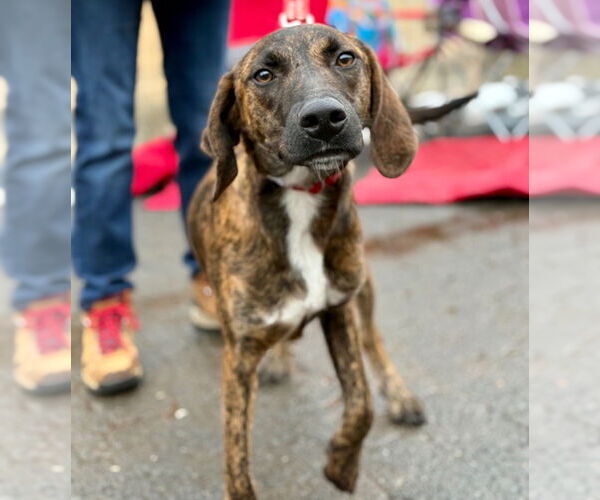 Medium Photo #10 Plott Hound-Unknown Mix Puppy For Sale in Canton, CT, USA
