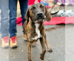 Small #9 Plott Hound Mix