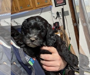Golden Mountain Doodle  Puppy for sale in CAMBRIDGE, MN, USA
