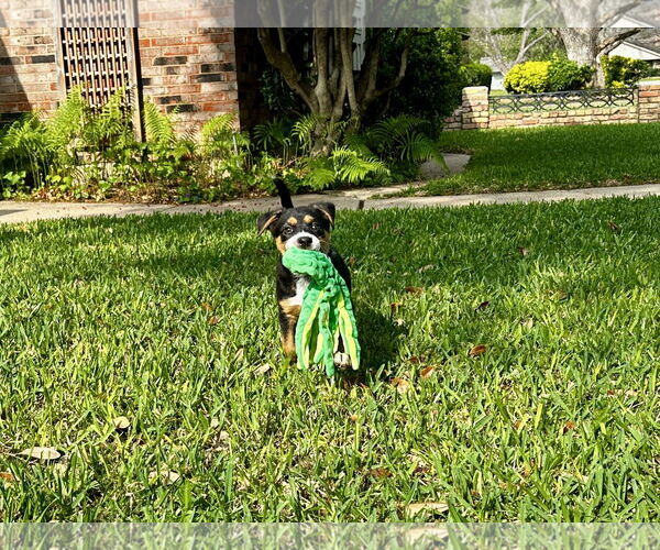 Medium Photo #3 German Shepherd Dog-Unknown Mix Puppy For Sale in Lillian, TX, USA
