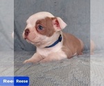 Small Photo #28 Boston Terrier Puppy For Sale in POMEROY, OH, USA