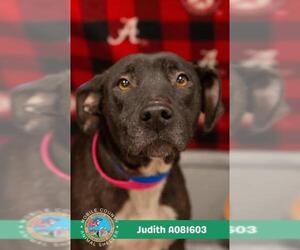 Labrador Retriever-Unknown Mix Dogs for adoption in Mobile, AL, USA