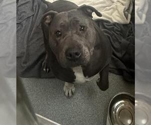 Mutt Dogs for adoption in Orange, CA, USA