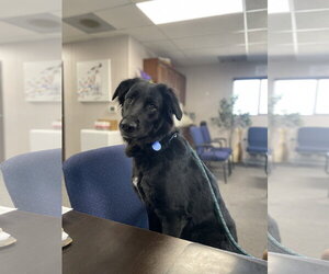 Retriever -Unknown Mix Dogs for adoption in El Centro, CA, USA