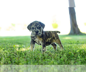 English Bulldog-Mastiff Mix Puppy for Sale in WARSAW, Indiana USA
