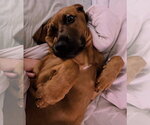 Small Photo #2 Mutt Puppy For Sale in Spring Lake, NJ, USA