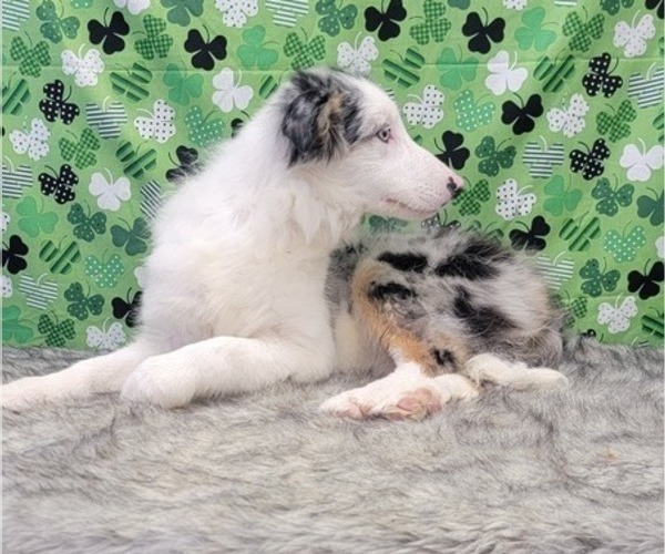 Medium Photo #3 Border Collie Puppy For Sale in BLAKESBURG, IA, USA